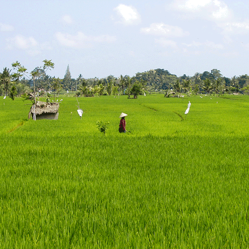 Rijstveld in Ubud, Bali