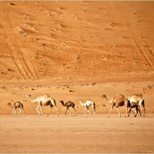 Wahiba Sands