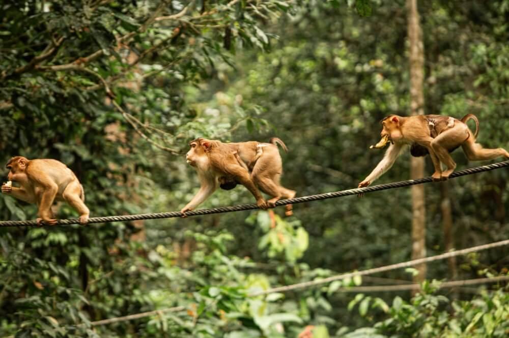 ANVR duurzaamheid, apen in Maleisië